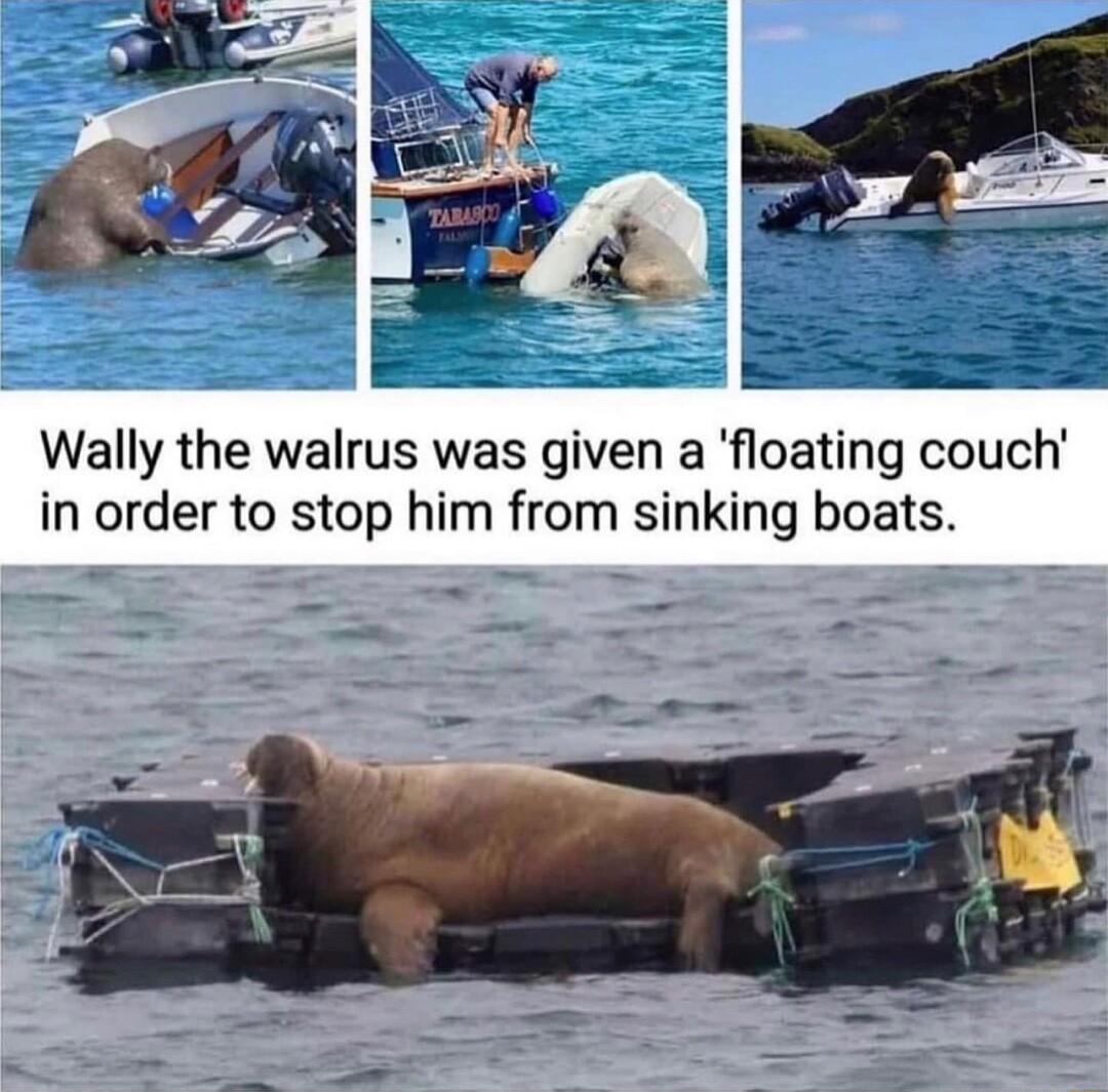 Wally the walrus was given a floating couch in order to stop him from sinking boats