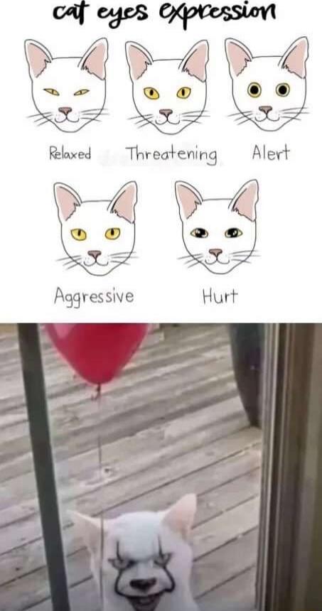 cat eyes expression Relaxed Threatening Alert Aggressive Hurt