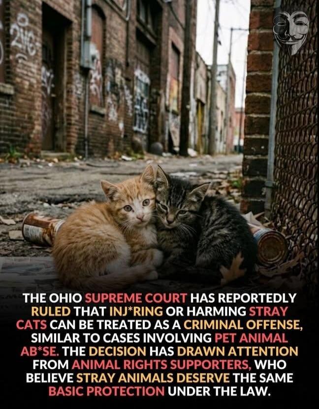 THE OHIO SUPREME COURT HAS REPORTEDLY RULED THAT INJURING OR HARMING STRAY CATS CAN BE TREATED AS A CRIMINAL OFFENSE, SIMILAR TO CASES INVOLVING PET ANIMAL ABUSE. THE DECISION HAS DRAWN ATTENTION FROM ANIMAL RIGHTS SUPPORTERS, WHO BELIEVE STRAY ANIMALS DESERVE THE SAME BASIC PROTECTION UNDER THE LAW.