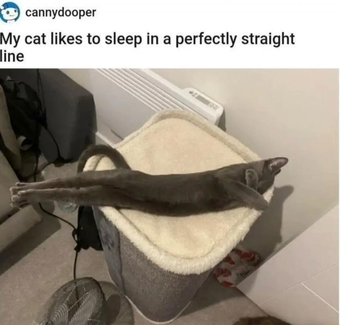 My cat likes to sleep in a perfectly straight line