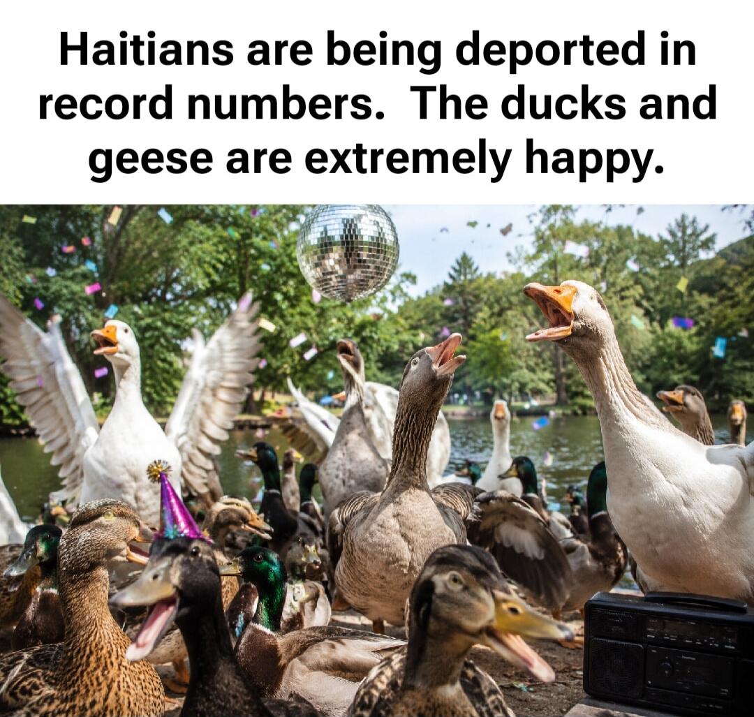 Haitians are being deported in record numbers. The ducks and geese are extremely happy.