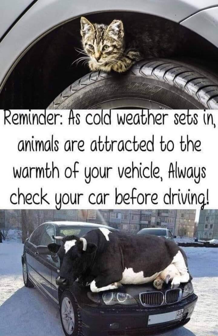 animals are attracted to the warmbh of your vehicle Always