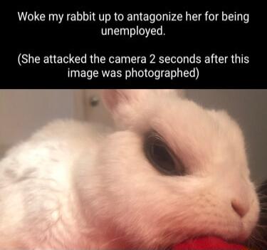 Woke my rabbit up to antagonize her for being unemployed She attacked the camera 2 seconds after this EREER O TET T