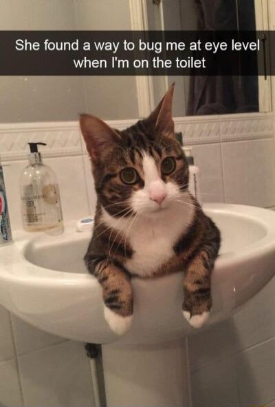 She found a way to bug me at eye level when Im on the toilet