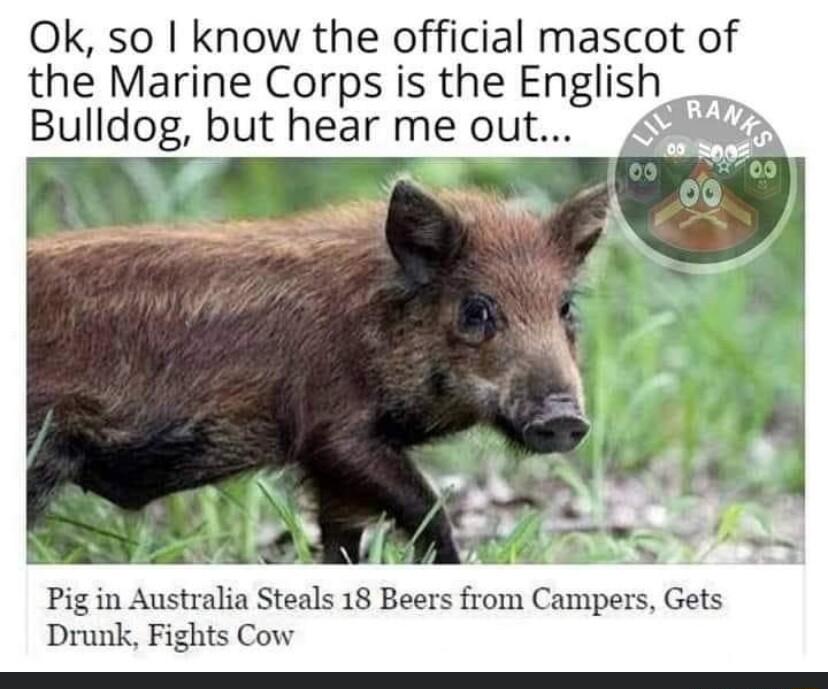 Ok so I know the official mascot of the Marine Corps is the English Bulldog but hear me out N N Za VW Pigin Australia Steals 18 Beers from Campers Gets Drunk Fights Cow