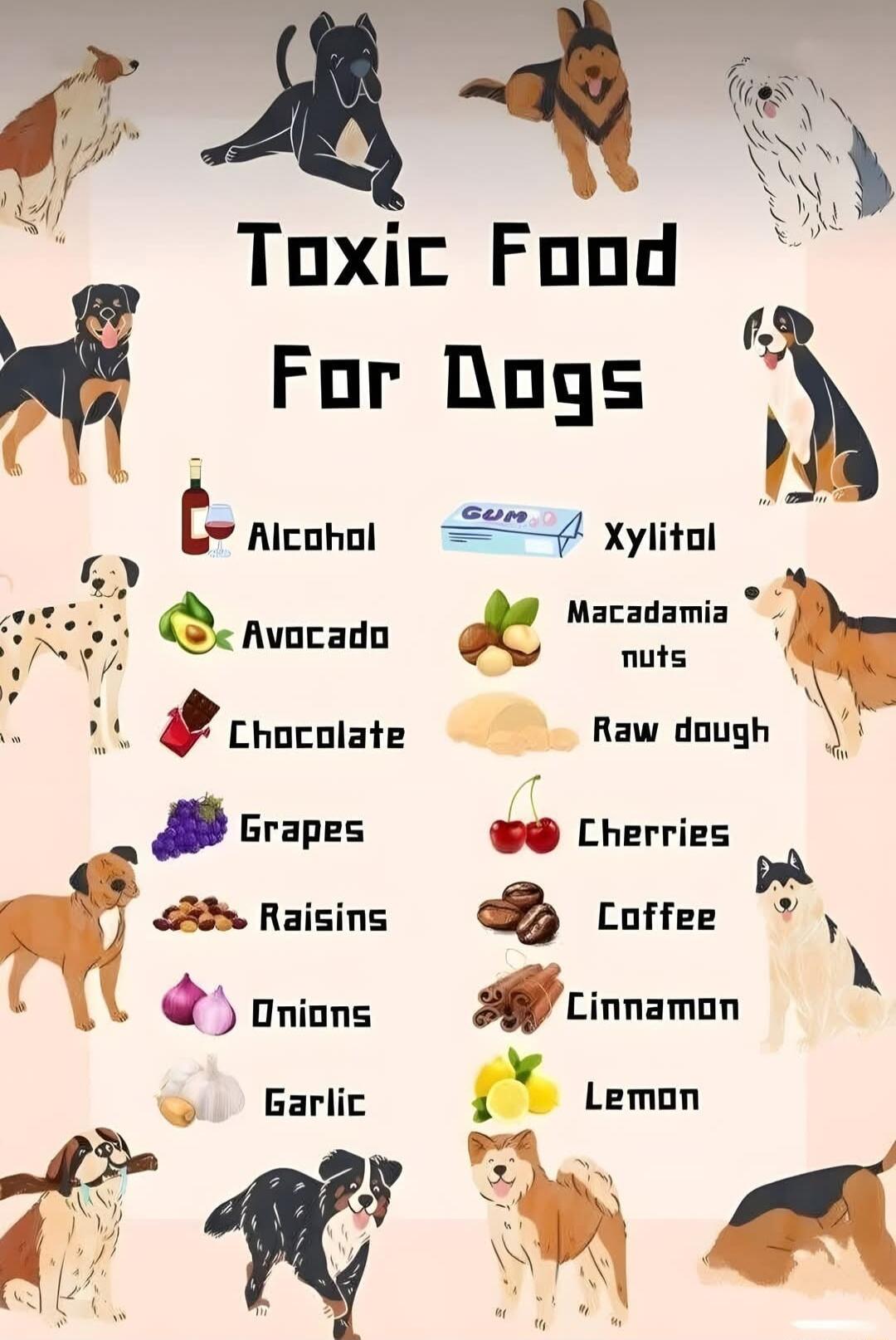 Toxic Food H For Dogs S tnluhul 2 Yylitol St exluuadn a Msi h U0 rhocoiste Rawdogh Grapes Lherries o3 5 Raisins Q Coffee Onions Linnamun