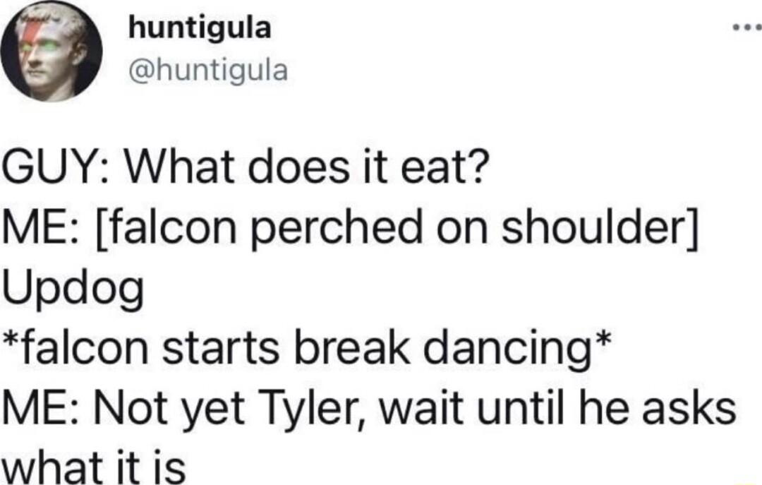 huntigula huntigula GUY What does it eat ME falcon perched on shoulder Updog falcon starts break dancing ME Not yet Tyler wait until he asks what it is