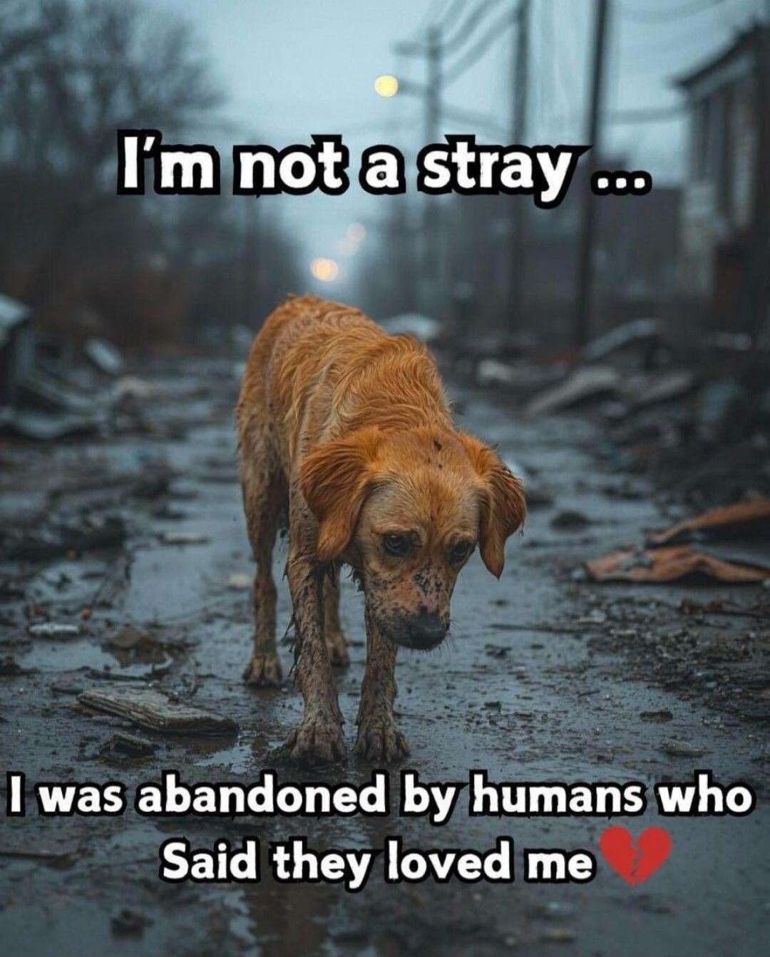 I'm not a stray …
I was abandoned by humans who Said they loved me💔