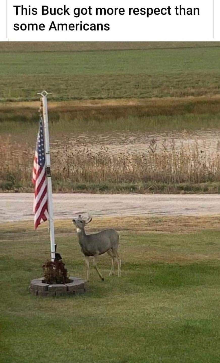 This Buck got more respect than some Americans