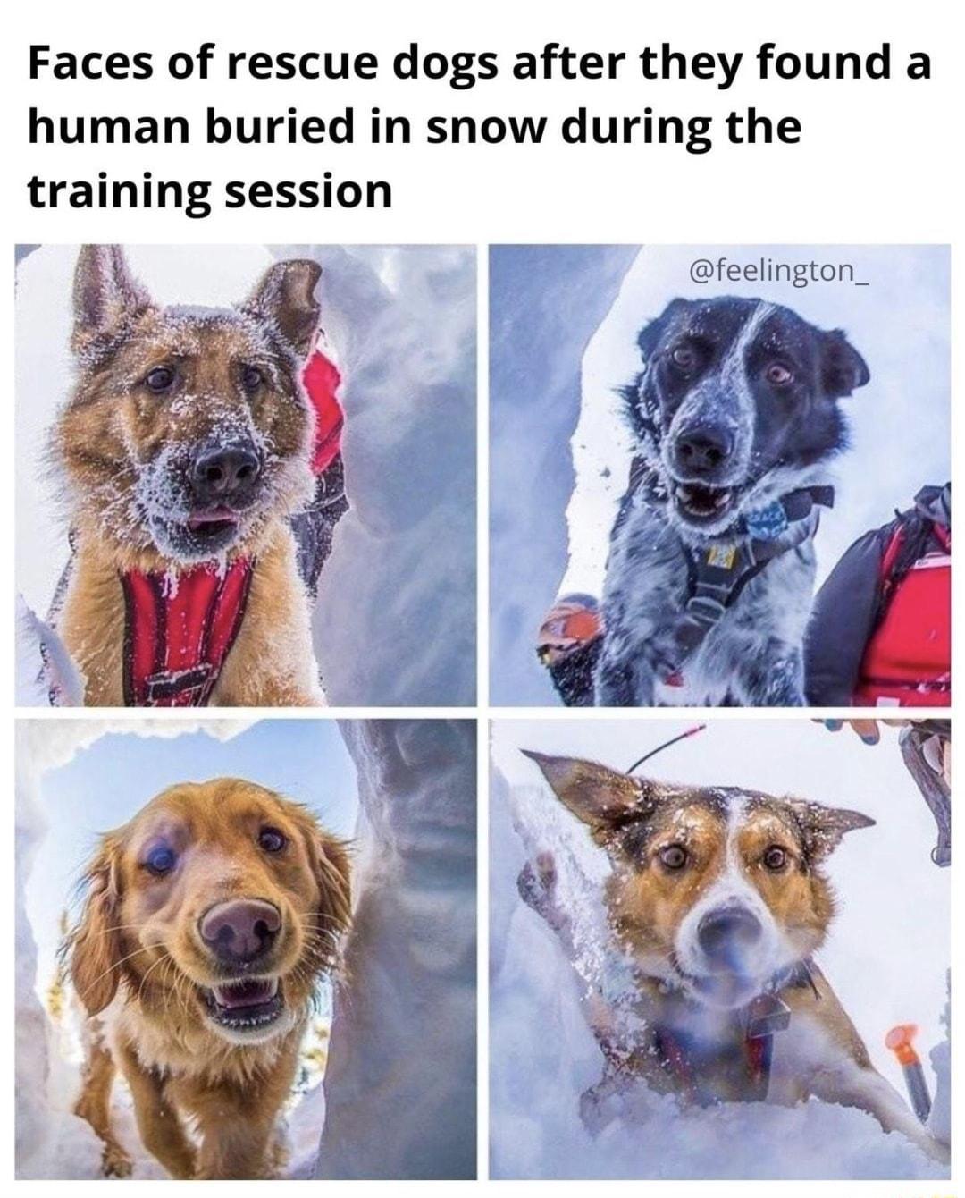 Faces of rescue dogs after they found a human buried in snow during the training session feelington_
