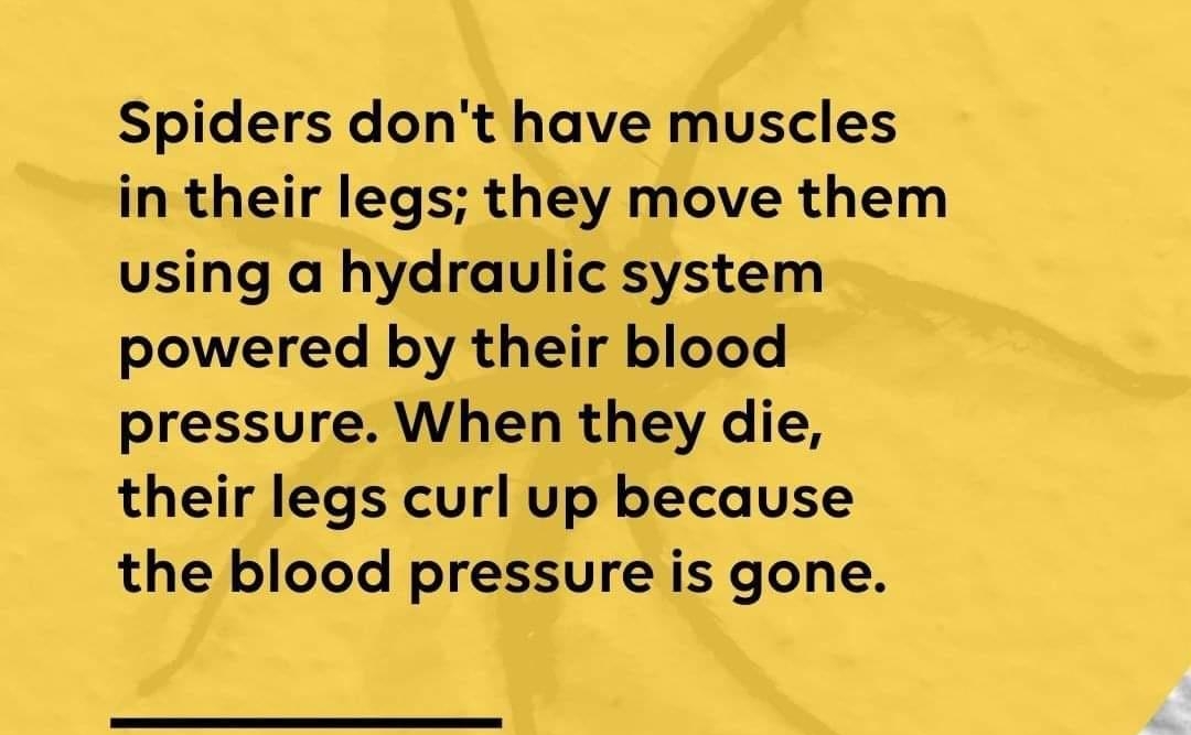 Spiders dont have muscles in their legs they move them using a hydraulic system powered by their blood pressure When they die their legs curl up because the blood pressure is gone