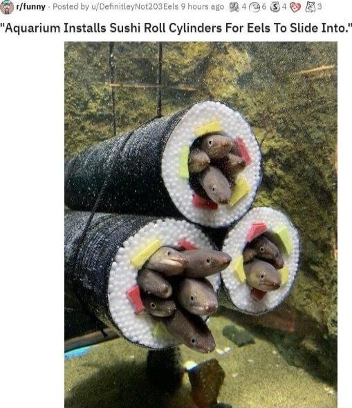 rtunny Aquarium Installs Sushi Roll Cylinders For Eels To Slide Into