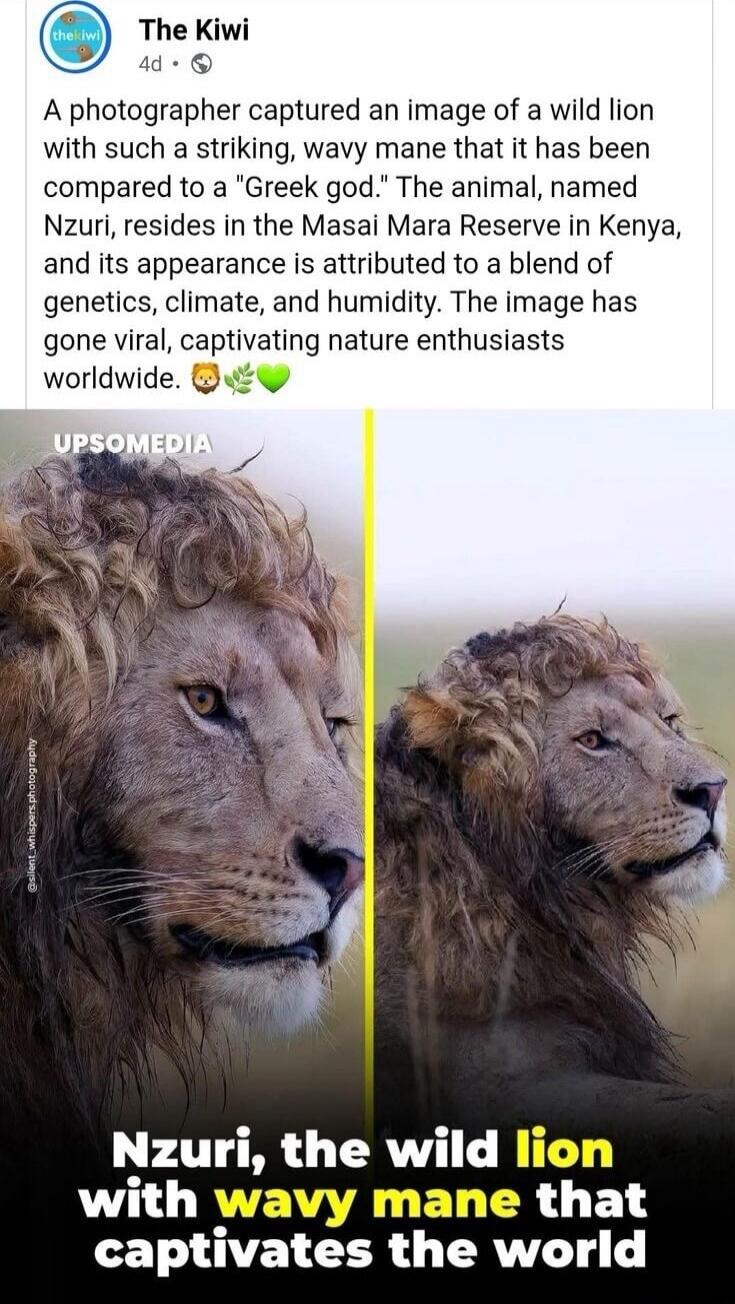 A photographer captured an image of a wild lion with such a striking, wavy mane that it has been compared to a 'Greek god.' The animal, named Nzuri, resides in the Masai Mara Reserve in Kenya, and its appearance is attributed to a blend of genetics, climate, and humidity. The image has gone viral, captivating nature enthusiasts worldwide. Nzuri, th