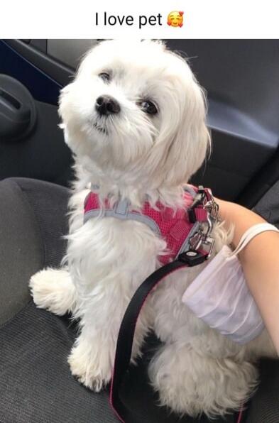 I love pet 🥰
