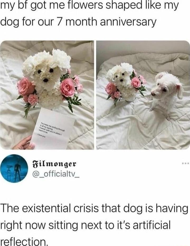 my bf got me flowers shaped like my dog for our 7 month anniversary Filmonger _officialtv_ The existential crisis that dog is having right now sitting next to its artificial reflection