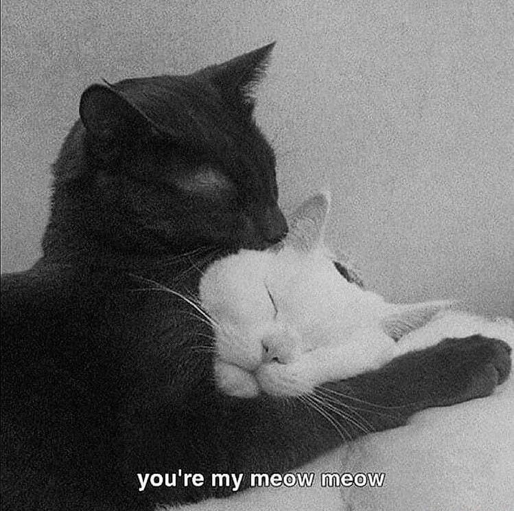 youre my meowimeow