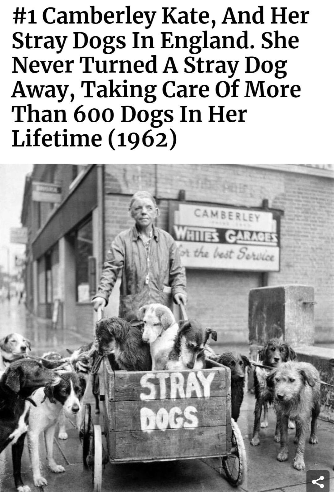 1 Camberley Kate And Her Stray Dogs In England She Never Turned A Stray Dog Away Taking Care Of More Than 600 Dogs In Her Lifetime 1962