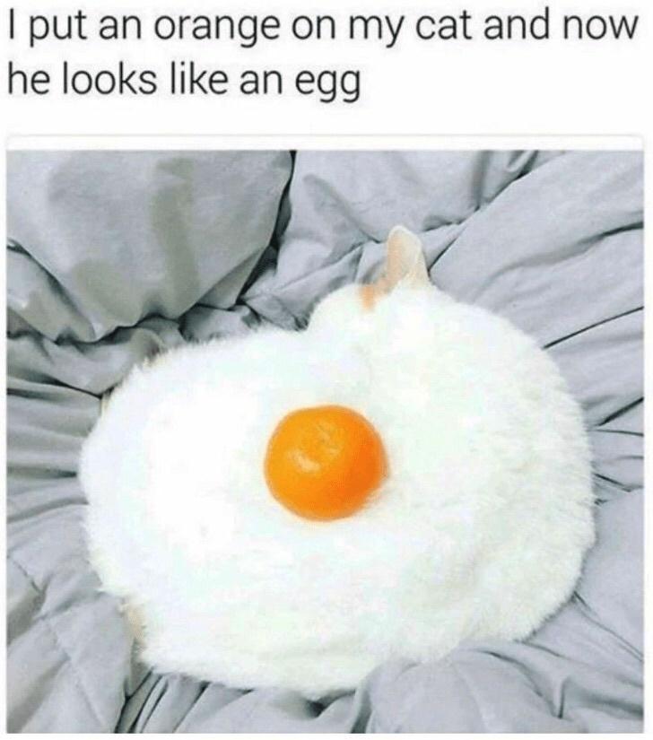 put an orange on my cat and now he looks like an egg