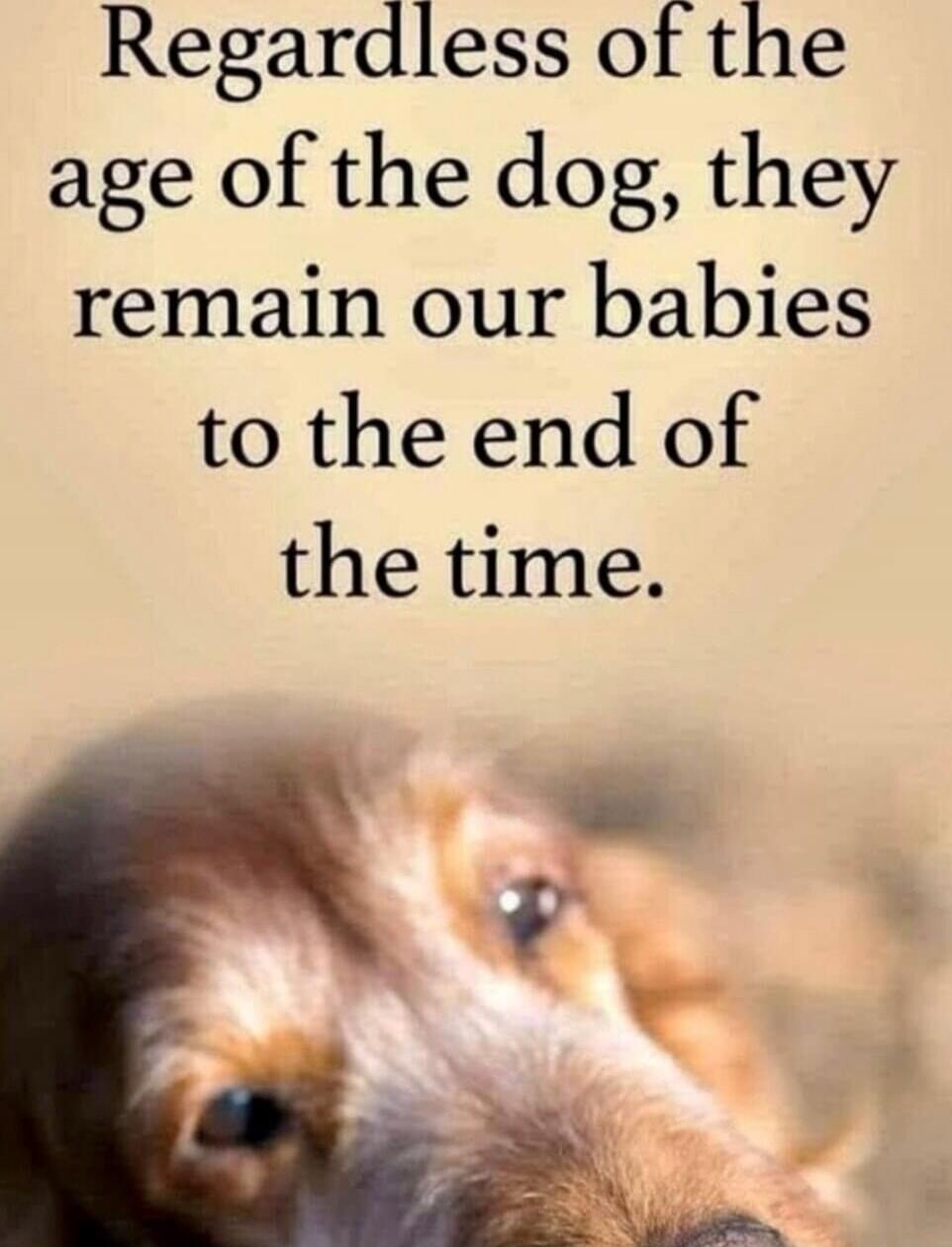 Regardless of the age of the dog, they remain our babies to the end of the time.