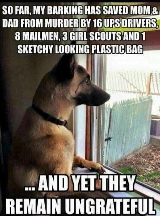 SO FAR, MY BARKING HAS SAVED MOM & DAD FROM MURDER BY 16 UPS DRIVERS, 8 MAILMEN, 3 GIRL SCOUTS AND 1 SKETCHY LOOKING PLASTIC BAG ... AND YET THEY REMAIN UNGRATEFUL