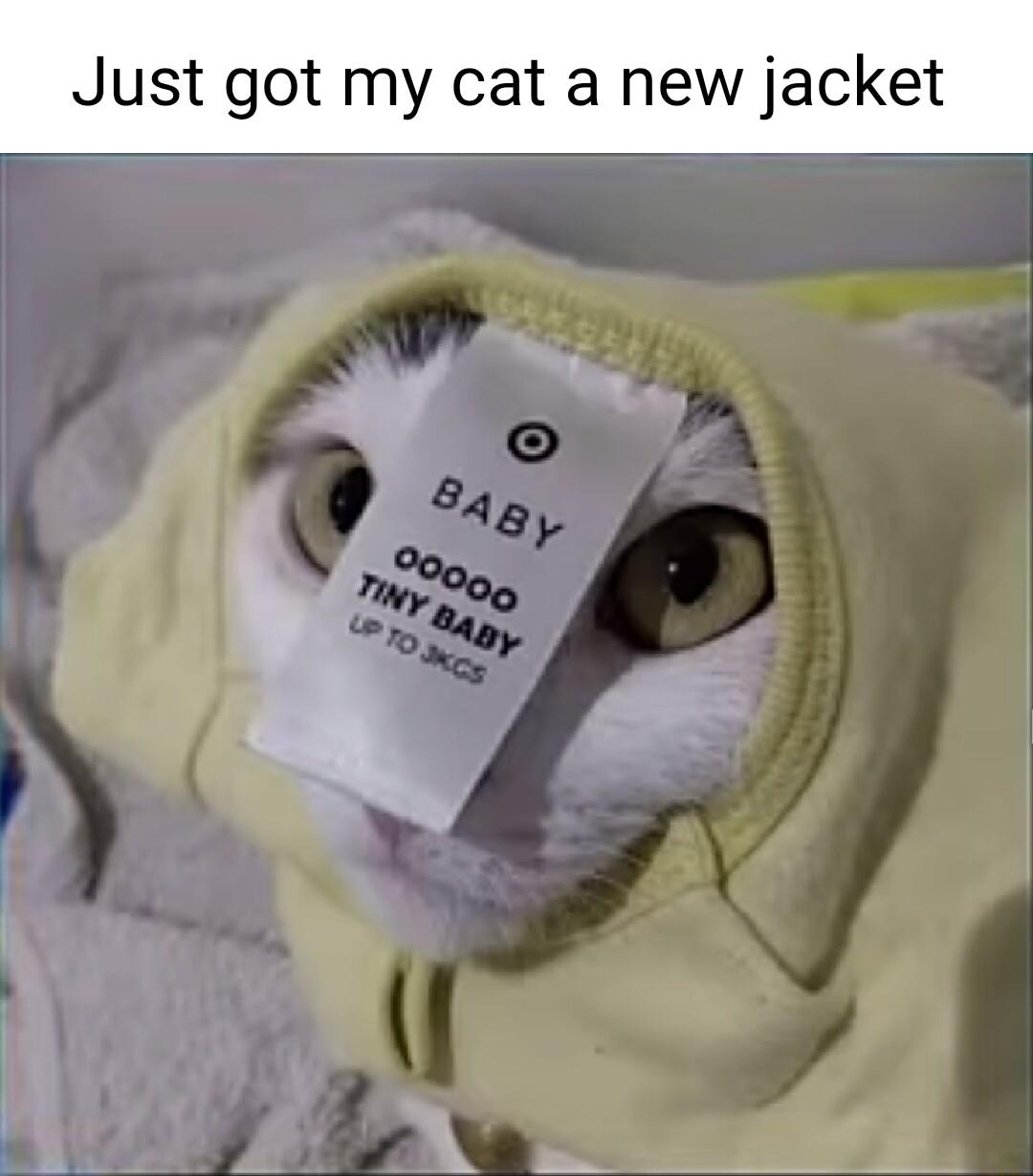 Just got my cat a new jacket