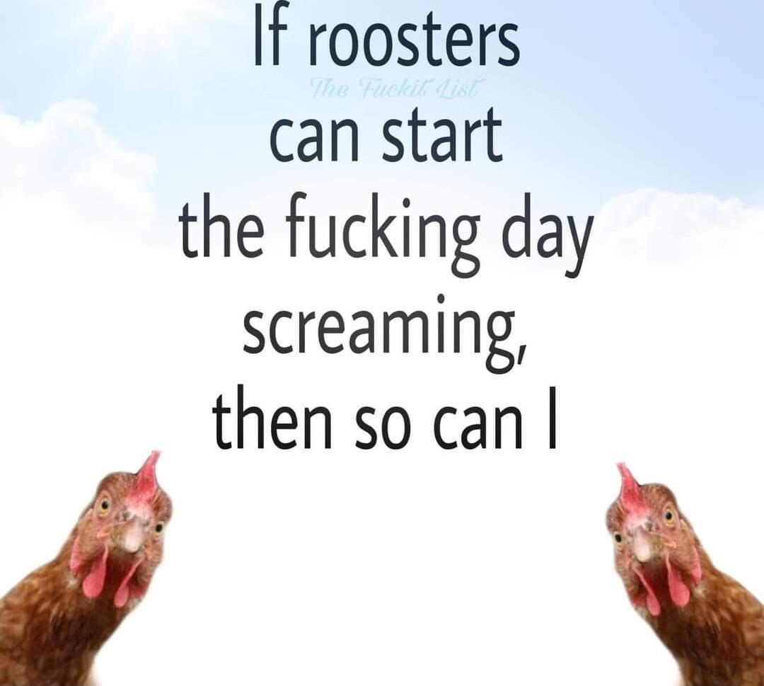 t roosters can start the fucking day screaming then so can