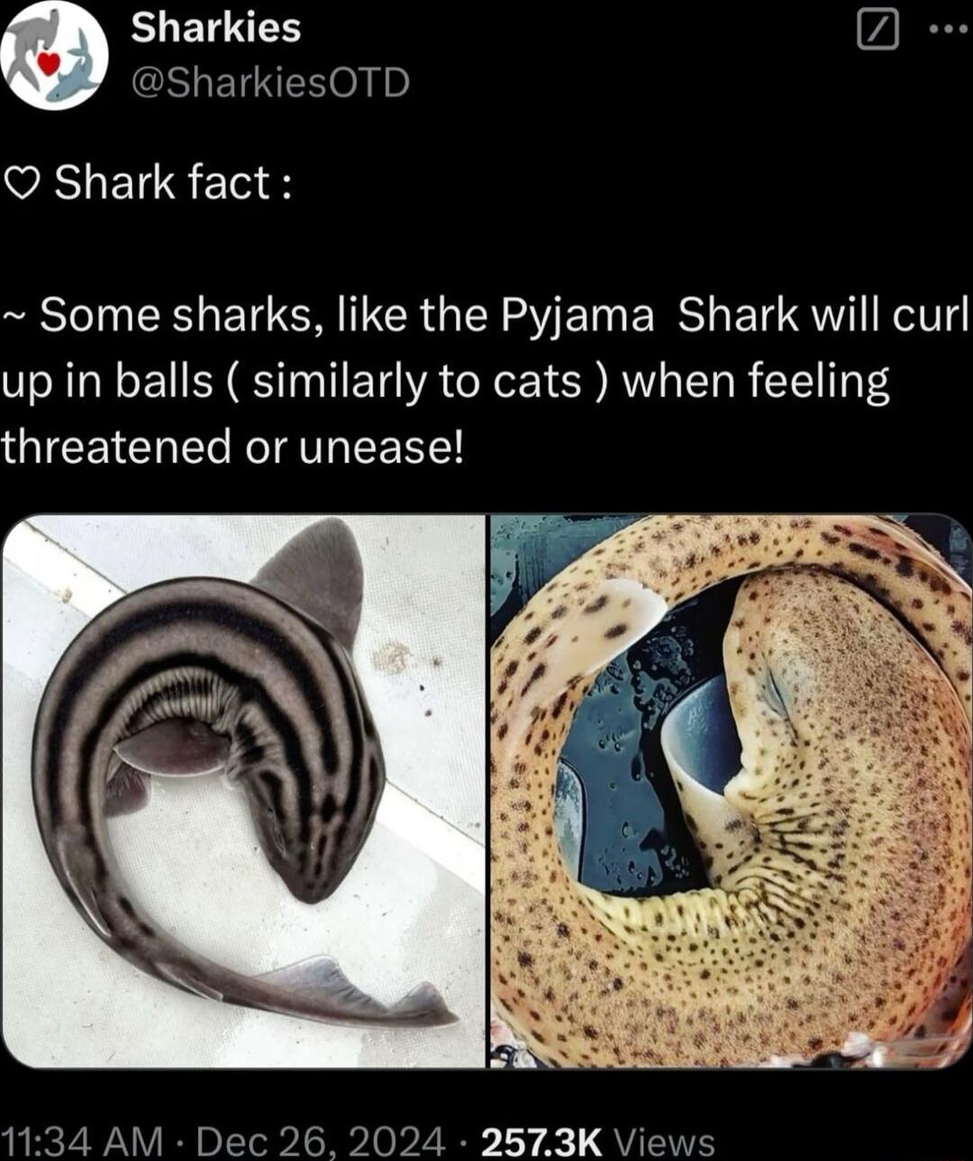 BUETEN S ELRH o Q Shark fact Some sharks like the Pyjama Shark will curl up in balls similarly to cats when feeling GICEICHE RV IEEEEY 1134 AM Dec 26 2024 2573K Views