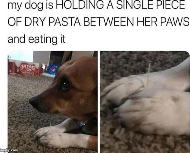 OF DRY PASTA BETWEEN HER PAWS and eating it