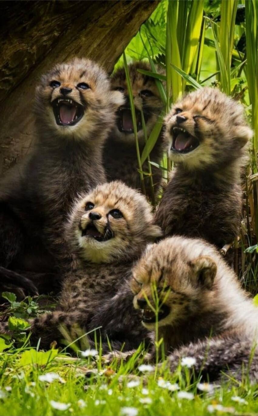Five cheetah cubs with mouths open as if roaring.
