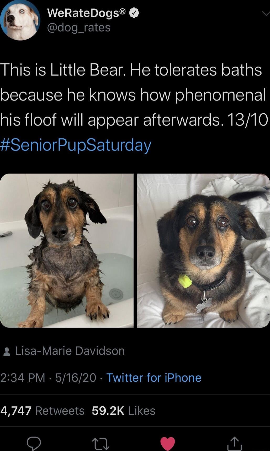 5 WeRateDogs j dog_rates This is Little Bear He tolerates baths because he knows how phenomenal his floof will appear afterwards 1310 SeniorPupSaturday F QREER VELTRoE Vo 234 PM 51620 Twitter for iPhone 4747 Retweets 592K Likes L