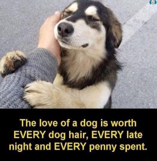 R RO W T RERT 1o 1 EVERY dog hair EVERY late night and EVERY penny spent