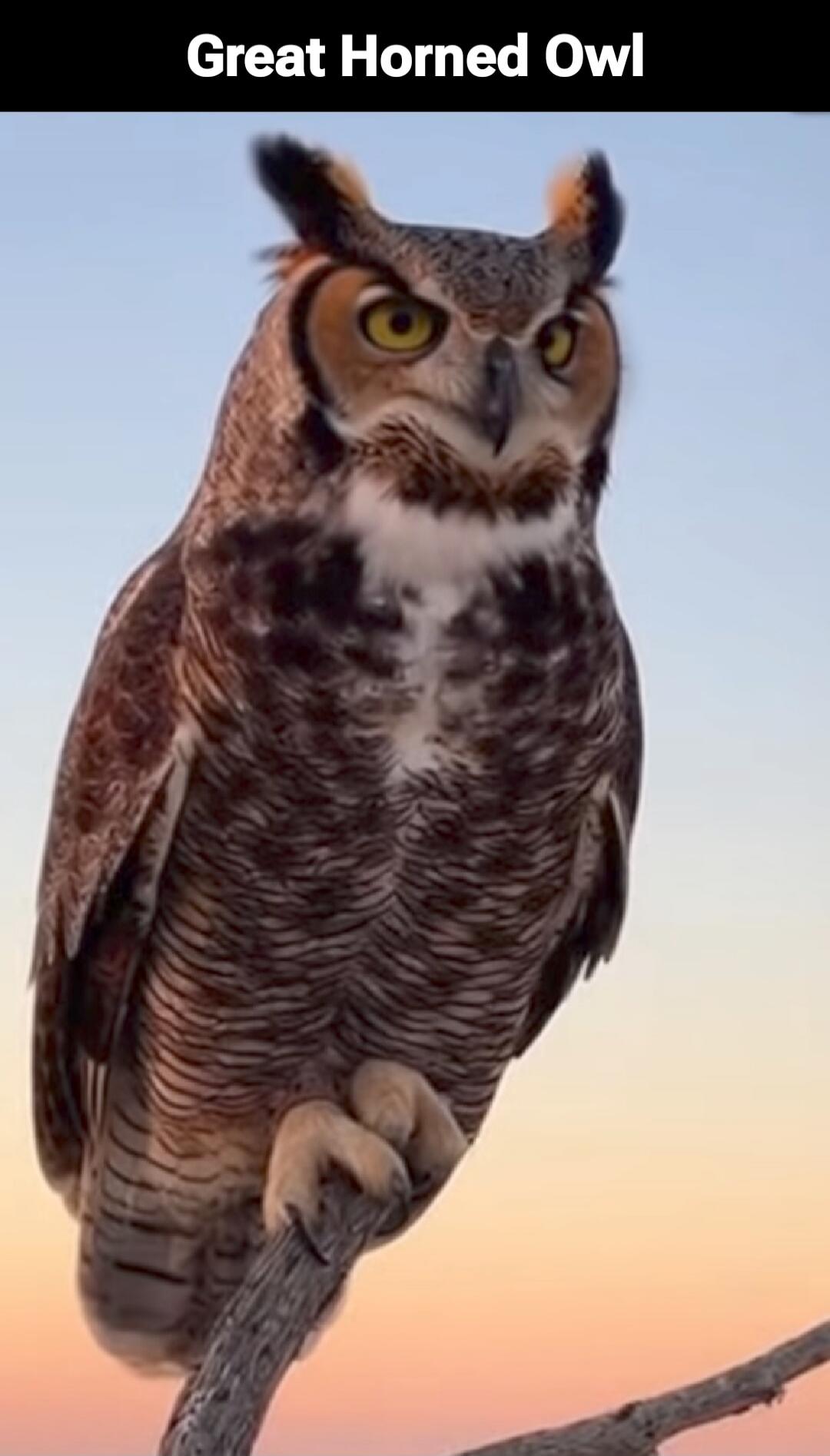 Great Horned Owl