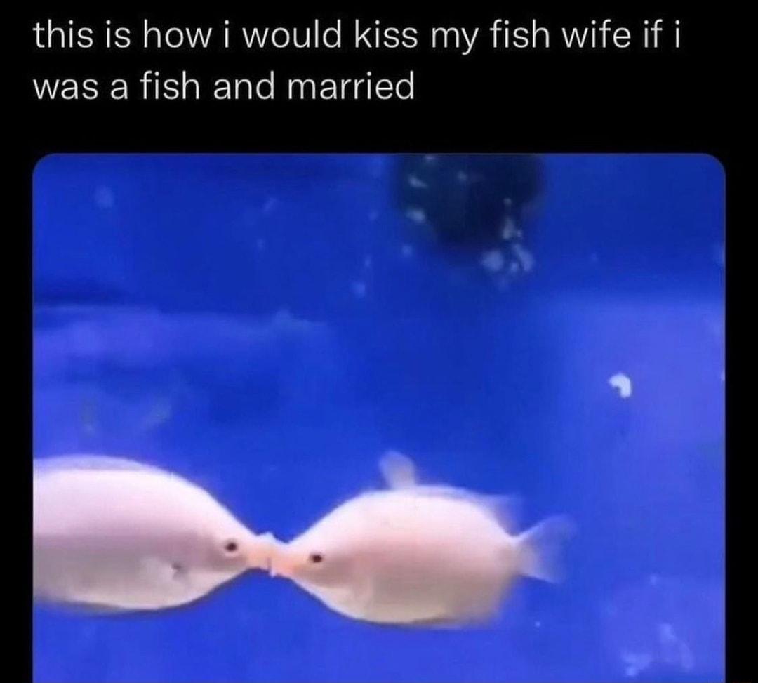 this is how i would kiss my fish wife if i was a fish and married
