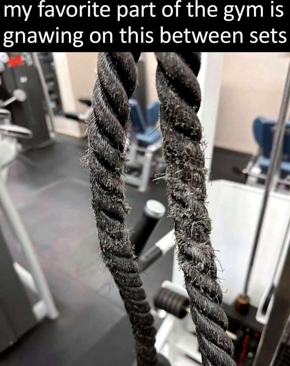 my favorite part of the gym is gnawing on thIS between sets