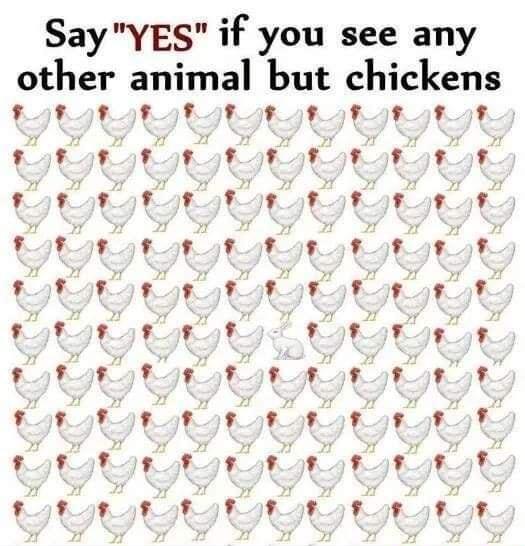 21 T f SayYES if you see any other animal but chickens L 1 L f
