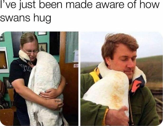 Ive Just been made aware of how swans hug