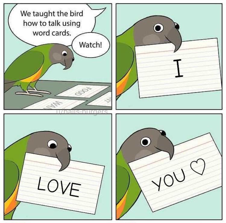 We taught the bird how to talk using word cards