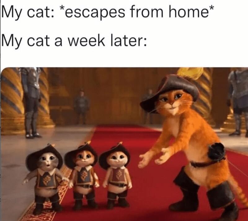 My cat escapes from home My cat a week later