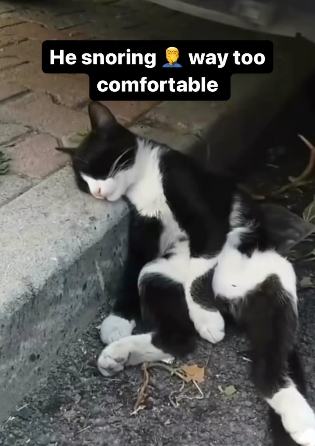 He snoring way too comfortable