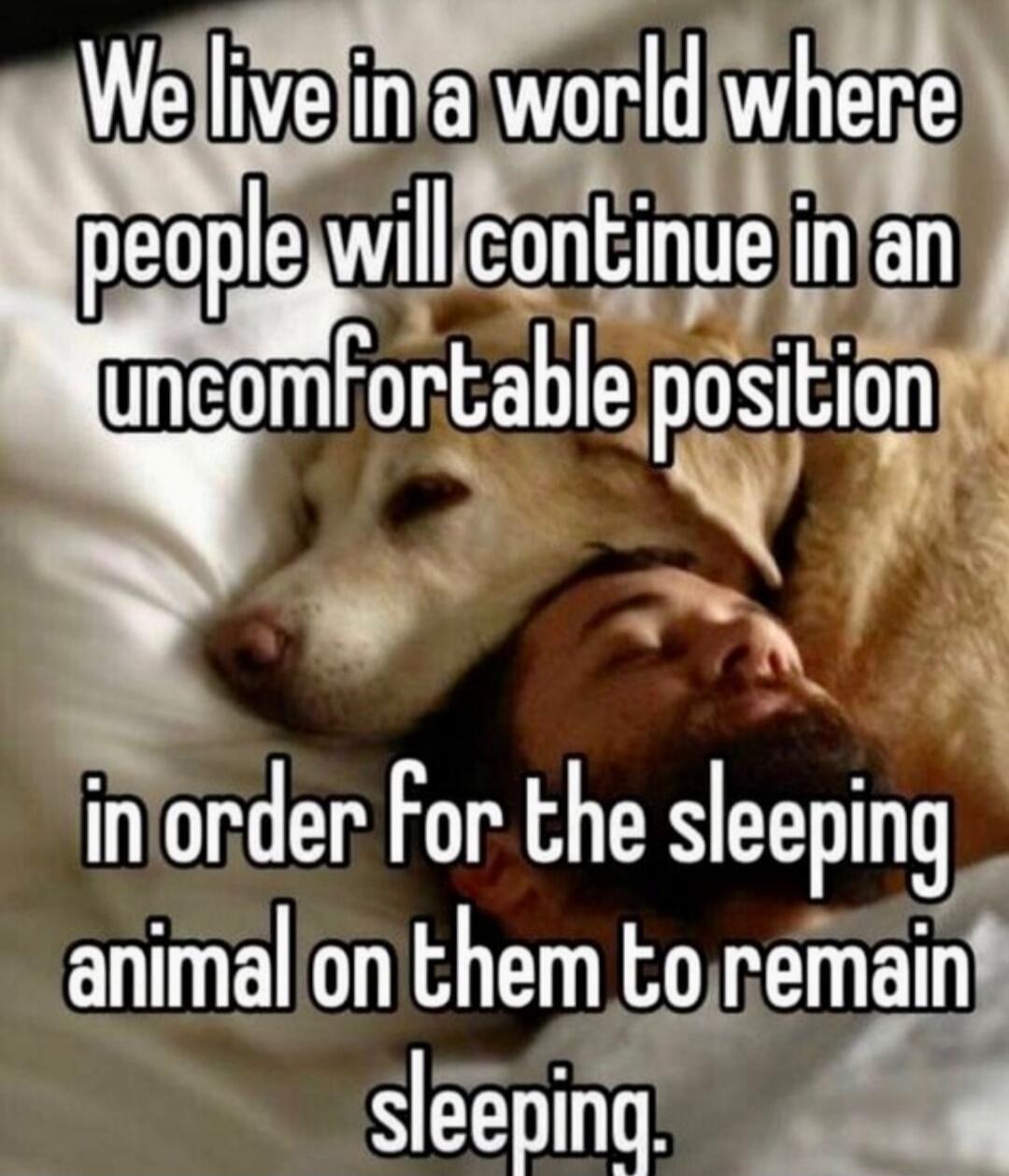 We live in a world where people will continue in an uncomfortable position in order for the sleeping animal on them to remain sleeping.
