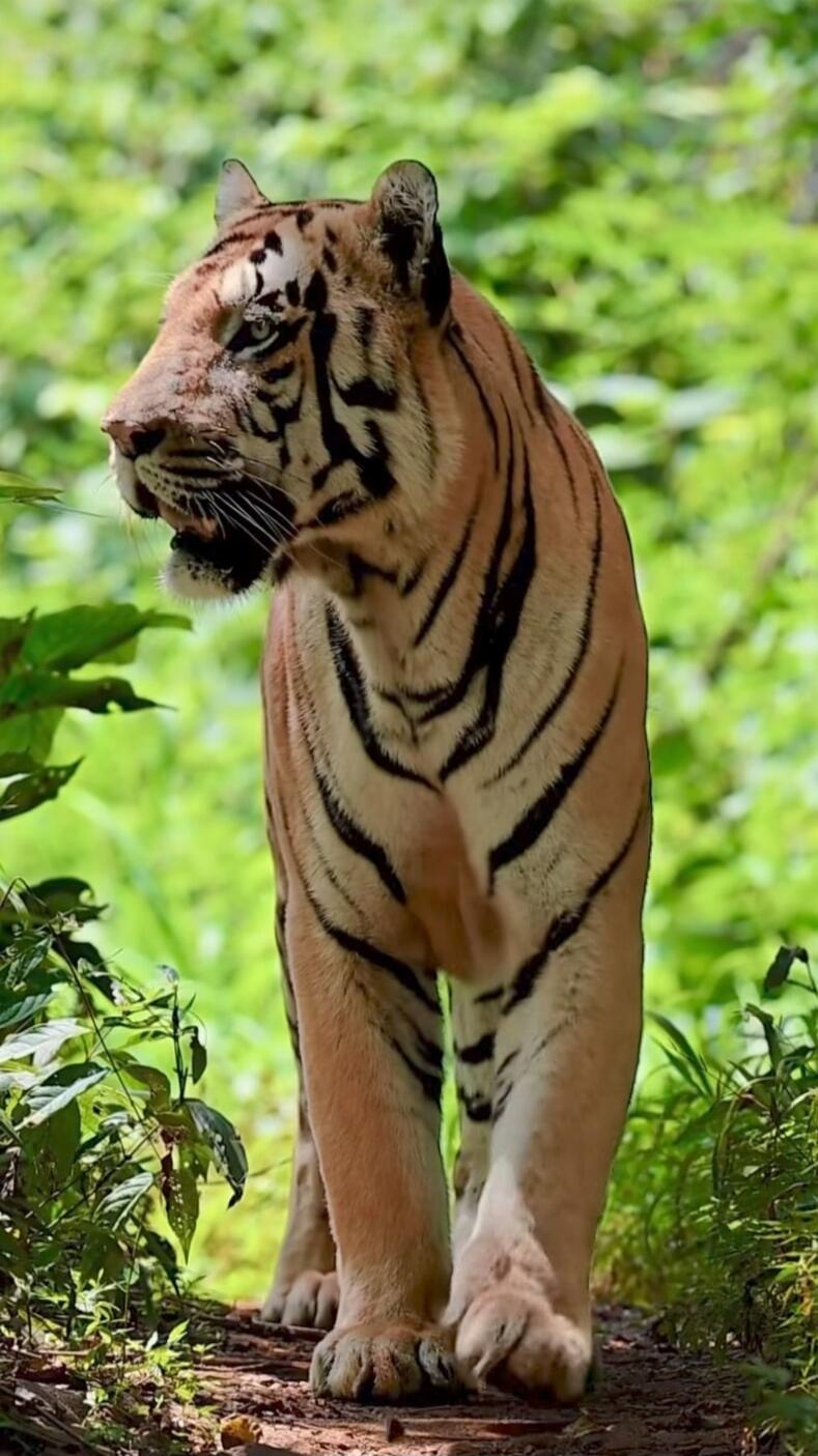Tiger walking through a green forest path.