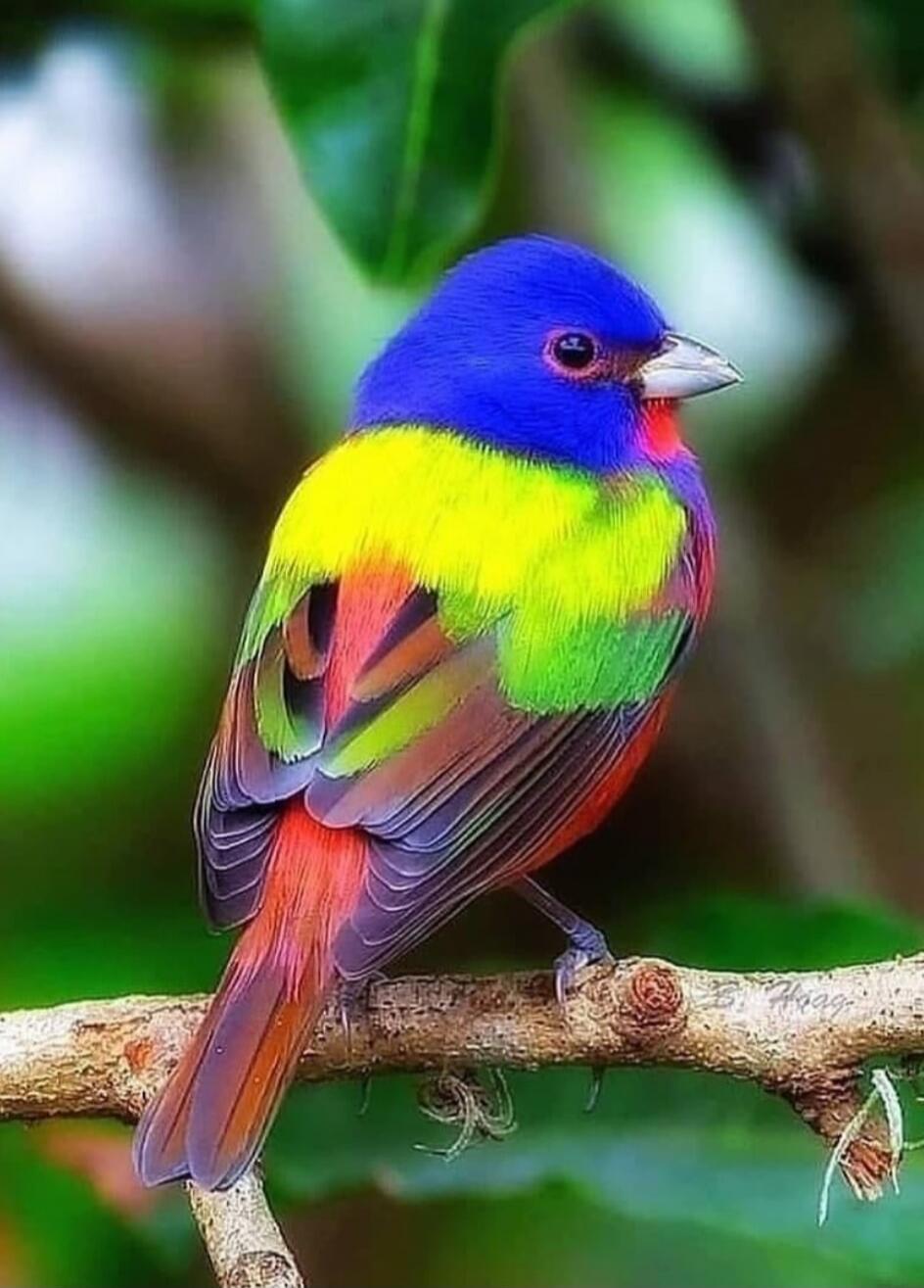 A colorful bird perched on a branch. It has a blue head, bright yellow chest, green back, and red wings with orange tones. The background is blurred greenery.