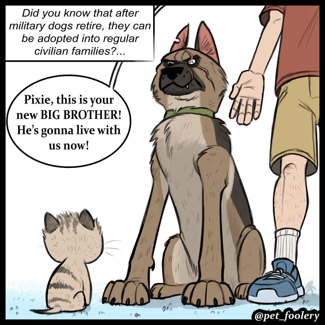 Did you know that after military dogs retire they can be adopted into regular civilian families Pixie this is your new BIG BROTHER Hes gonnalive with