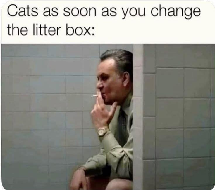 Cats as soon as you change the litter box: