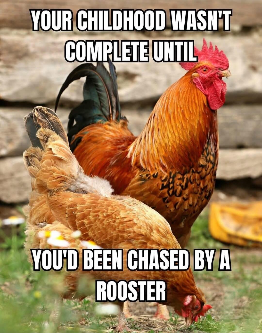 YOUR CHILDHOOD WASN'T COMPLETE UNTIL YOU'D BEEN CHASED BY A ROOSTER