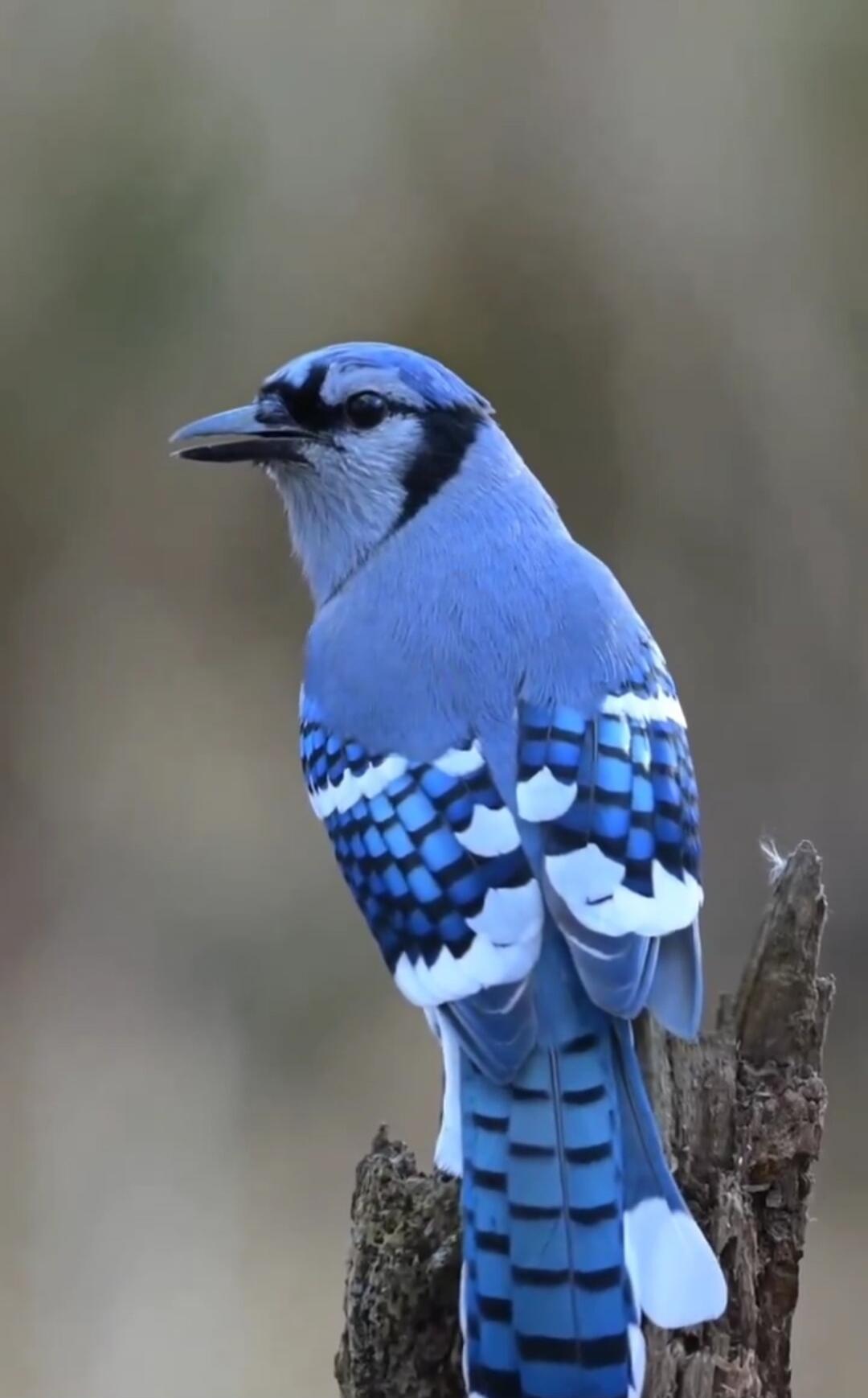 A striking blue bird with a black facial mask perched on a branch. The wings and tail show a checkered blue and white pattern.