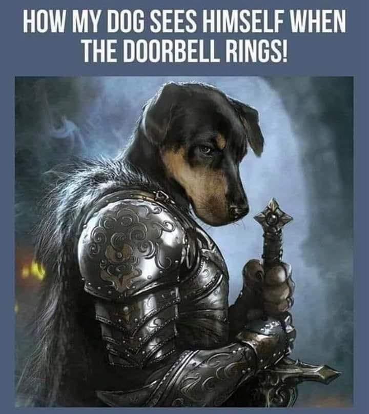 HOW MY DOG SEES HIMSELF WHEN THE DOORBELL RINGS