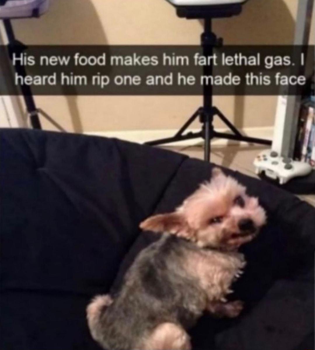 i His new fbod ELCEN T R ER A SO E TN ETE heard him rip one and he made this face L NI