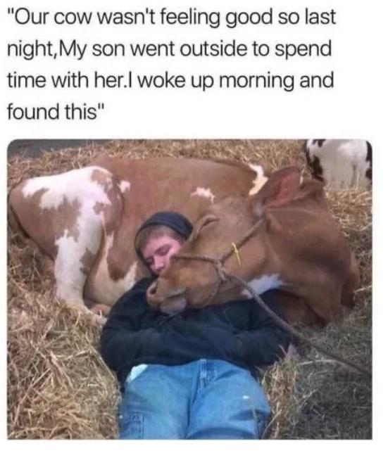 Our cow wasnt feeling good so last nightMy son went outside to spend time with her woke up morning and found this