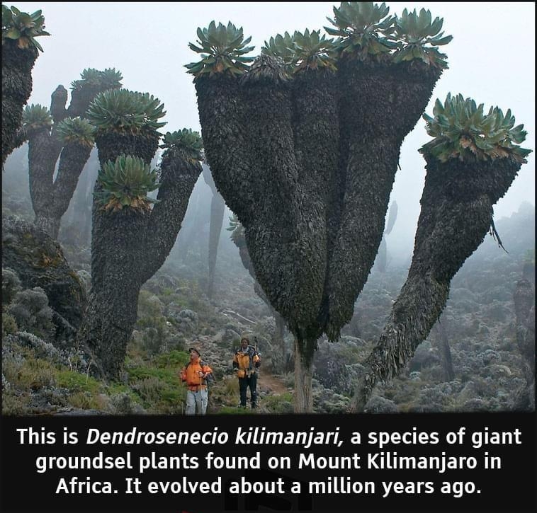 This is Dendrosenecio kilimanjari a species of giant groundsel plants found on Mount Kilimanjaro in Africa It evolved about a million years ago